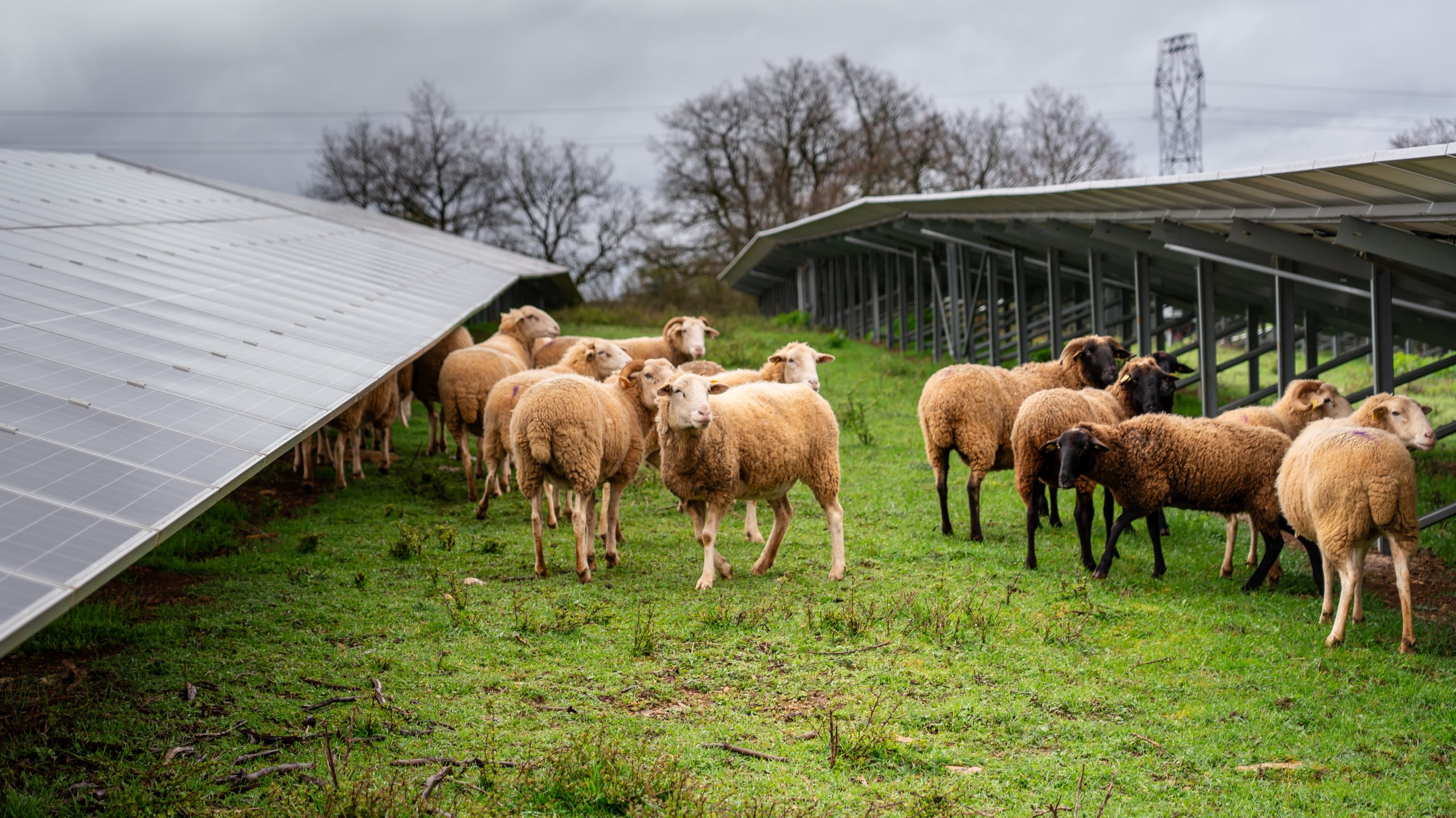 découvrez l'impact des panneaux photovoltaïques sur l'environnement et l'économie. informez-vous sur leurs avantages en matière de durabilité énergétique, de réduction des émissions de co2 et d'économies sur vos factures d'électricité.